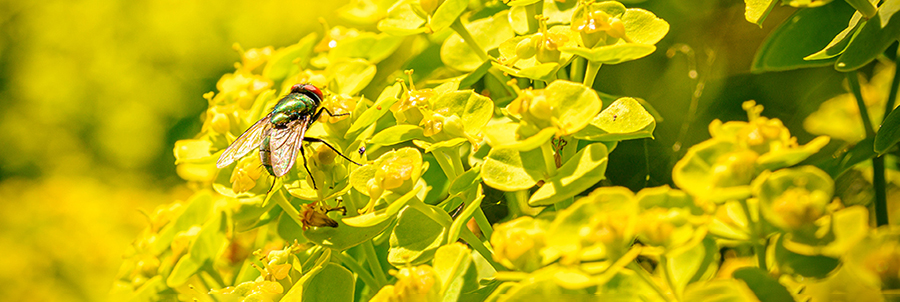 Fliege auf Pflanze mit link zu Landschaftsfotografie